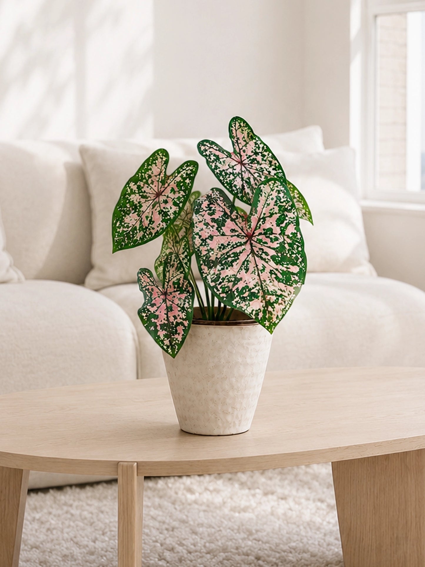 Caladium 'Pink Splash' 粉飛濺彩芋 in ceramic pot｜Pink-speckled foliage with deep green margins｜Serene Haven Floristry