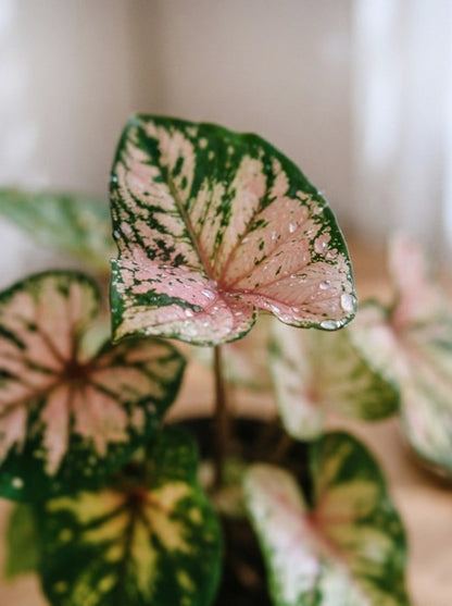 Close-up of Caladium 'Sea Pink Foam' 粉泡沫彩芋 foliage｜Delicate pink leaves with green variegation