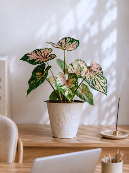 Caladium 'Sea Pink Foam' 粉泡沫彩芋 displayed in a bright home workspace｜Soft pink foliage adds warmth and elegance