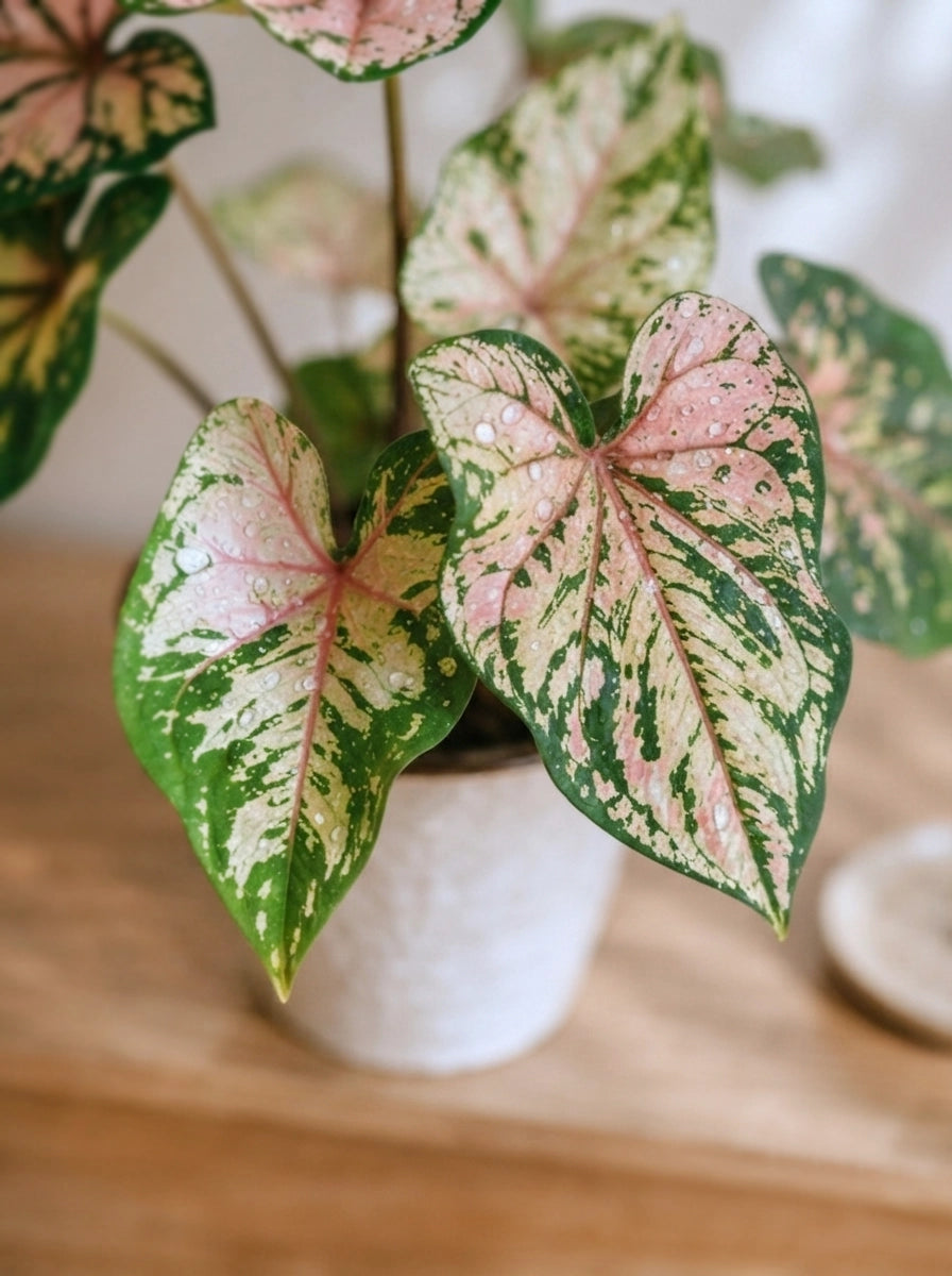 Caladium 'Sea Pink Foam' 粉泡沫彩芋 styled on wooden table｜Elegant indoor plant décor