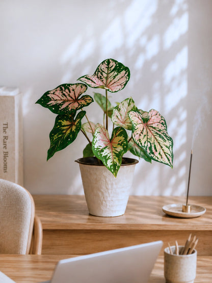 Caladium 'Sea Pink Foam' 粉泡沫彩芋 in ceramic pot｜Soft pink foliage with deep green margins｜Serene Haven Floristry