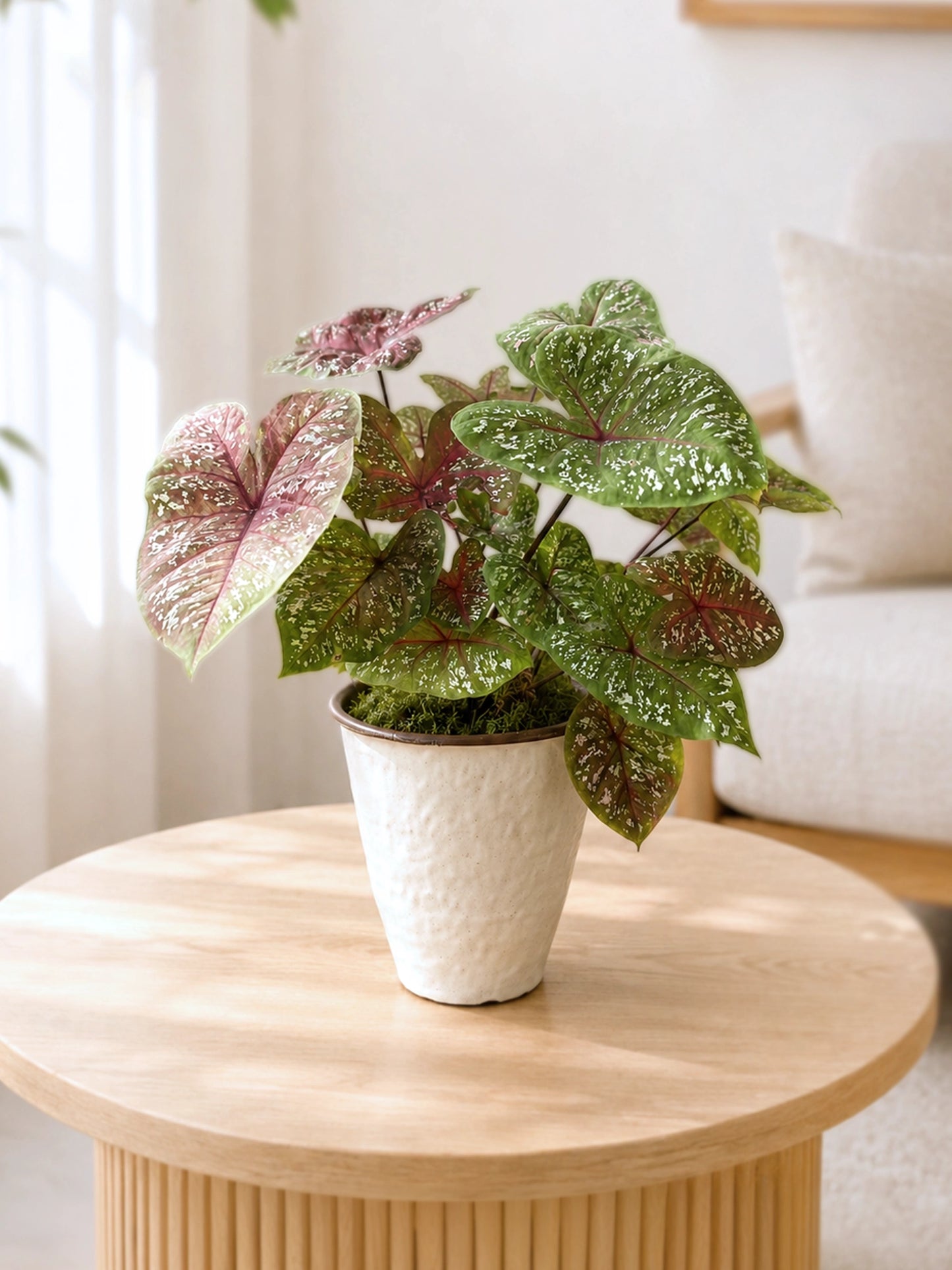Caladium ‘Thai Beauty’ 泰彩彩芋 擺放於木茶几上的室內植物，粉綠斑葉帶來柔和 tropical home décor。
