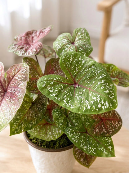 Caladium ‘Thai Beauty’ 泰彩彩芋 葉片特寫，粉紅與綠色斑紋 foliage 展現細緻紋理。