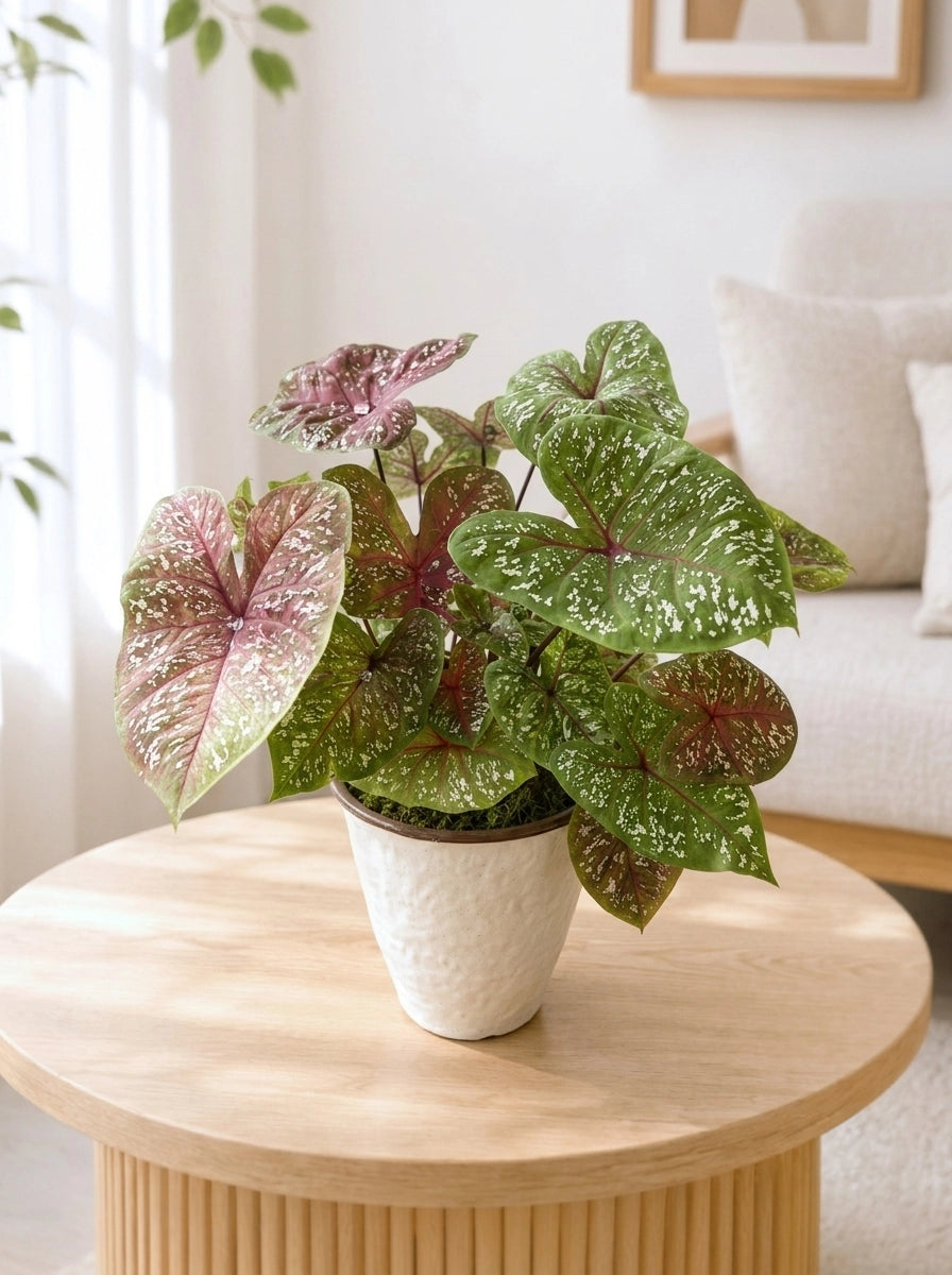Caladium ‘Thai Beauty’ 泰彩彩芋 放置於圓木茶几，粉嫩葉片為 living room 增添自然氣息。