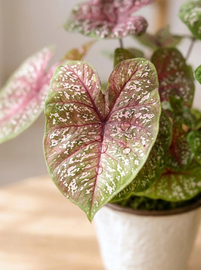 Caladium ‘Thai Beauty’ 泰彩彩芋 心形葉 close-up，粉綠漸層葉紋細節，適合作為 foliage plant。