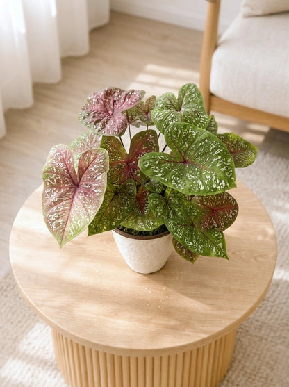 Caladium ‘Thai Beauty’ 泰彩彩芋 置於木茶几的 lifestyle photo，粉嫩斑葉為家居帶來清新 elegant greenery。