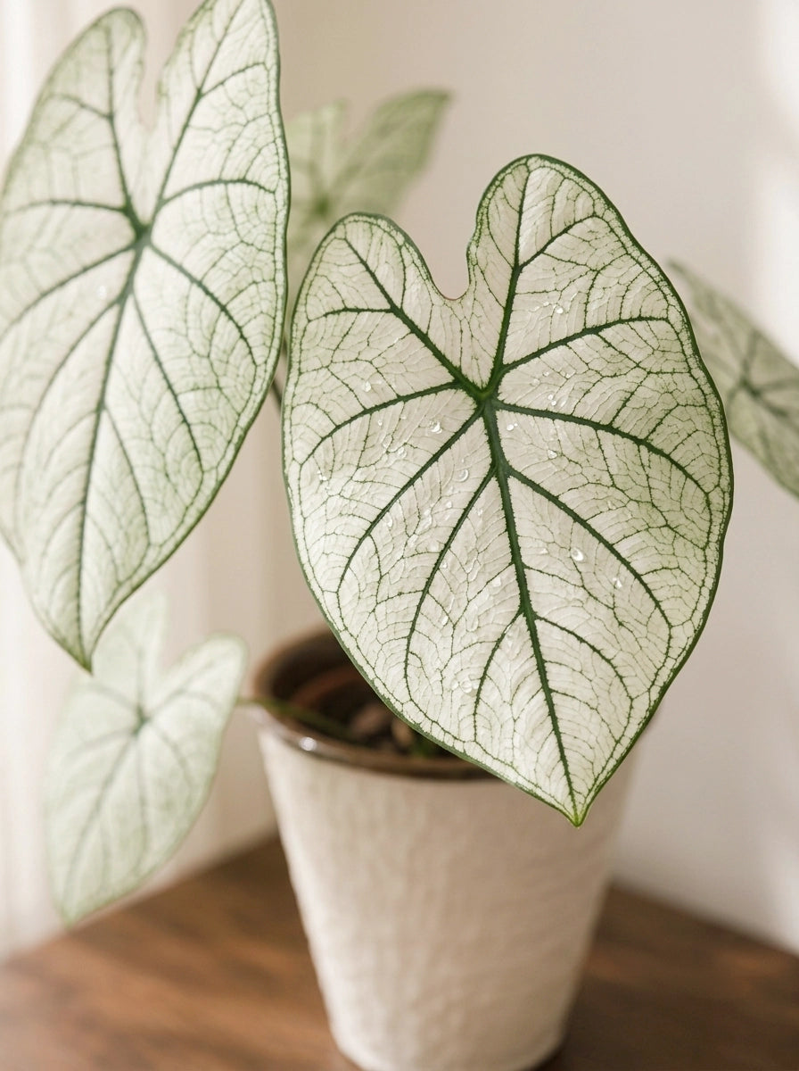 Close-up of Caladium 'White Lover' 白色戀人彩芋 foliage｜Pure white leaves with deep green veining
