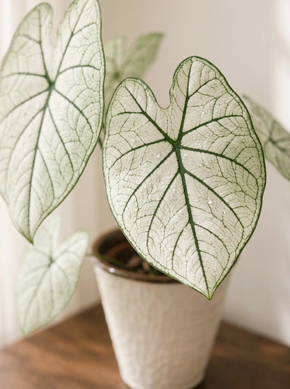 Close-up of Caladium 'White Lover' 白色戀人彩芋 foliage｜Pure white leaves with deep green veining