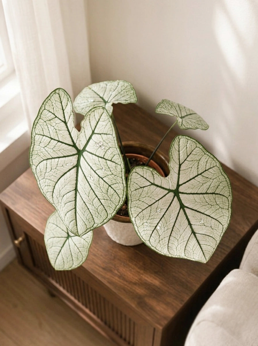 Caladium 'White Lover' 白色戀人彩芋 styled on wooden cabinet｜Bright white foliage for elegant home décor
