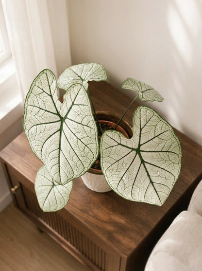 Caladium 'White Lover' 白色戀人彩芋 styled on wooden cabinet｜Bright white foliage for elegant home décor