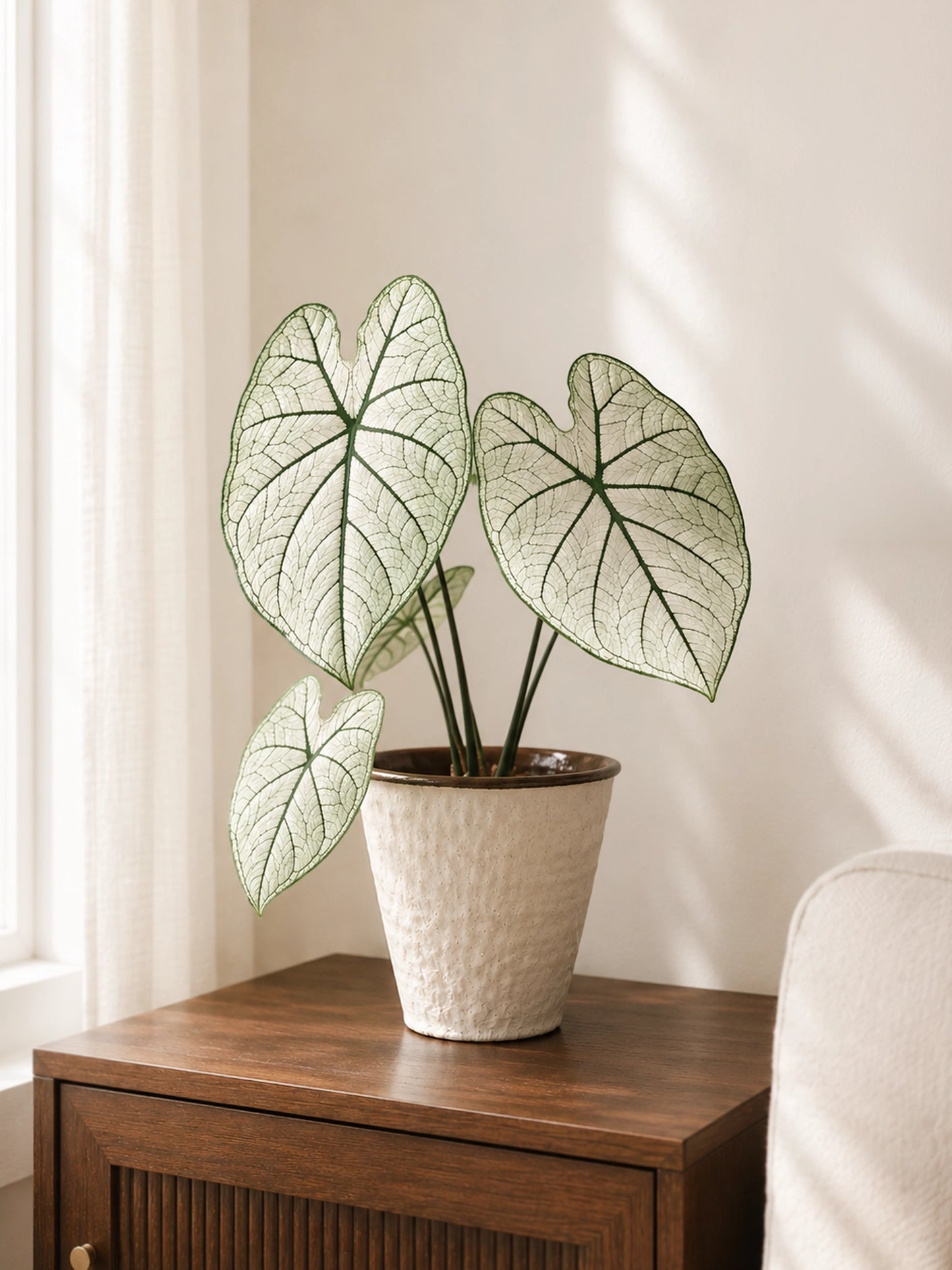 Caladium 'White Lover' 白色戀人彩芋 in ceramic pot｜Elegant white foliage with rich green veins｜Serene Haven Floristry