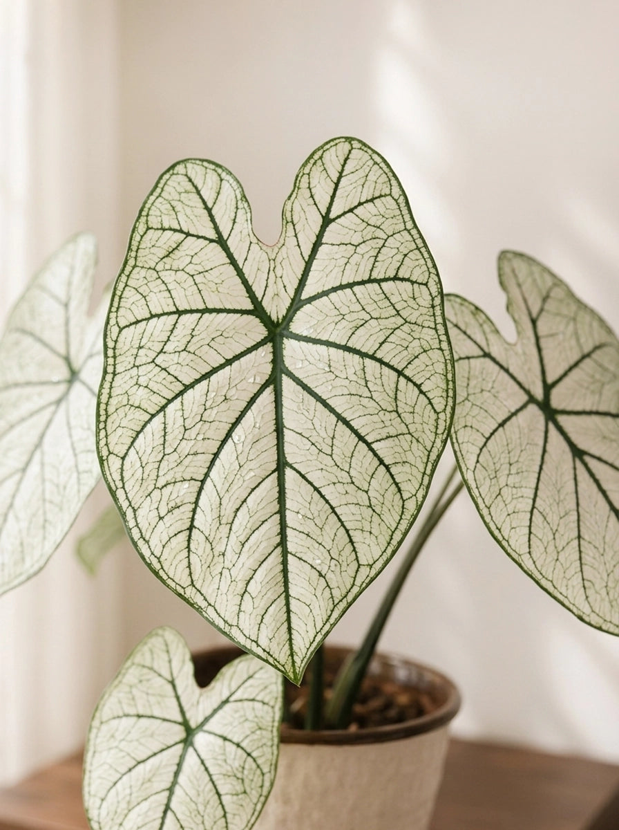 Close-up of Caladium 'White Lover' 白色戀人彩芋 leaf｜Elegant white foliage highlighted by striking green veins