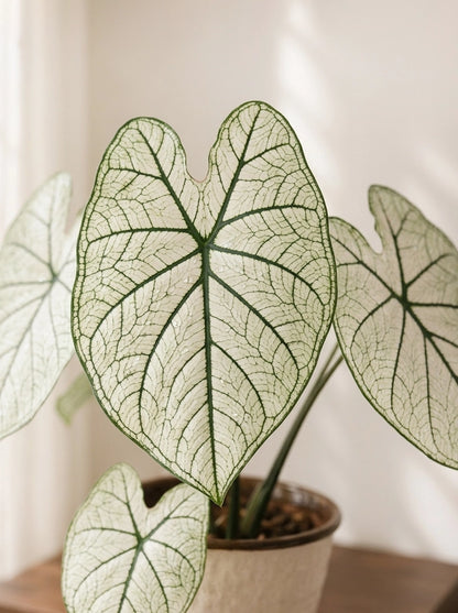 Close-up of Caladium 'White Lover' 白色戀人彩芋 leaf｜Elegant white foliage highlighted by striking green veins