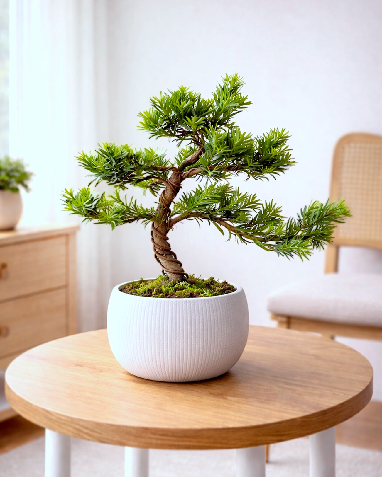 Buddhist Pine | 羅漢松