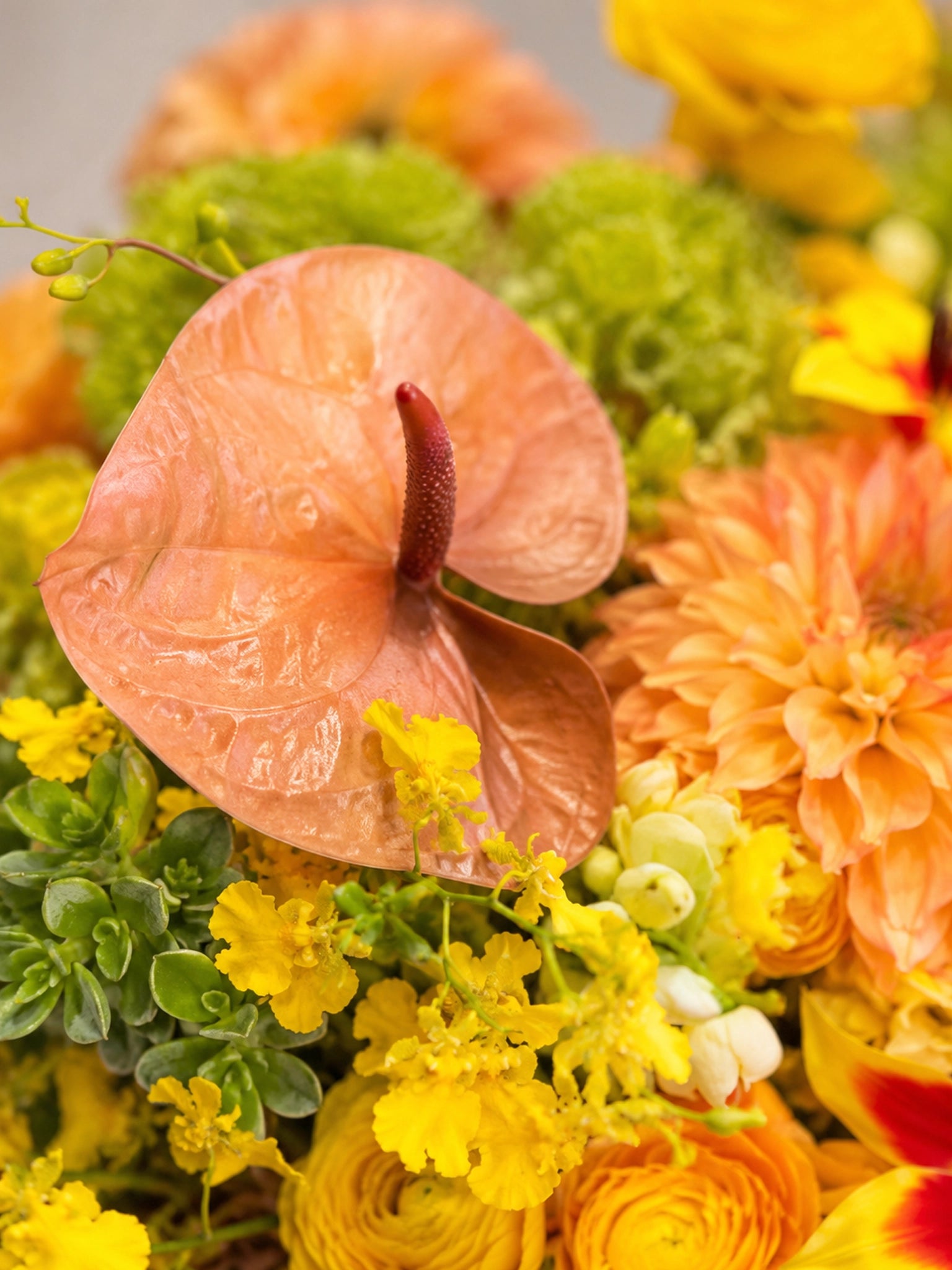 Chapter of Aurelia 花藝特寫｜Orange anthurium and yellow blooms close-up