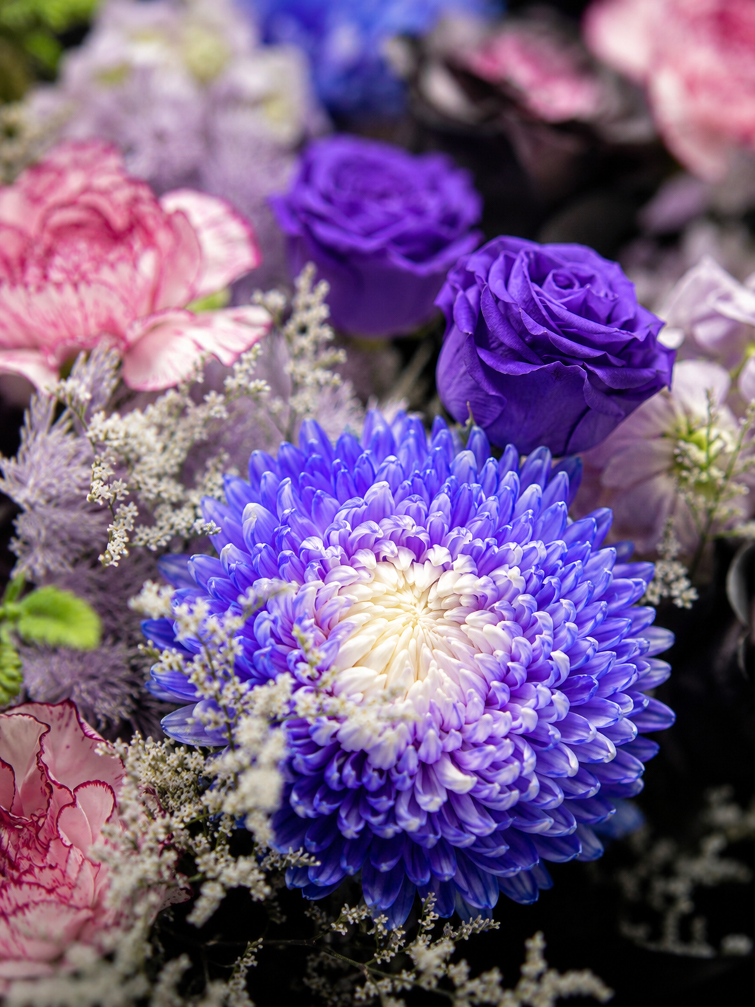Chapter of Dawn 花朵細節｜Purple chrysanthemum and violet blooms