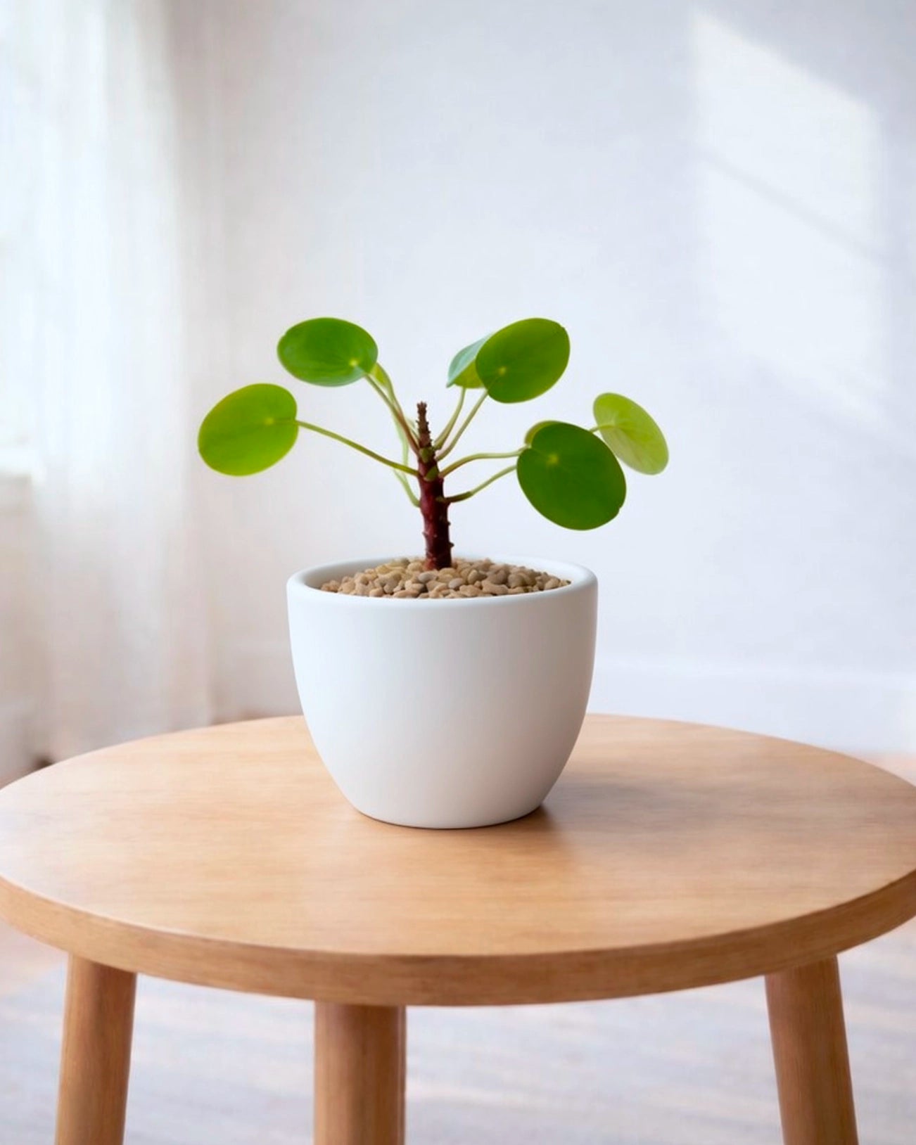 鏡面草 Chinese Money Plant 家居擺設