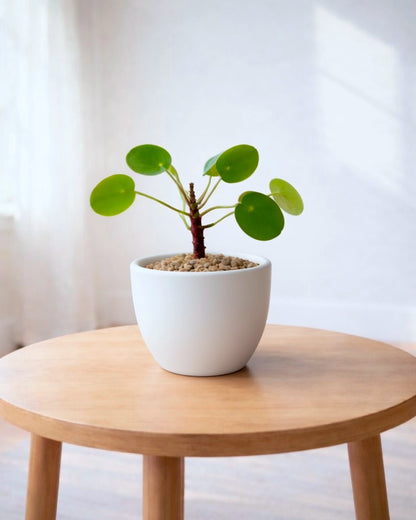 鏡面草 Chinese Money Plant 家居擺設