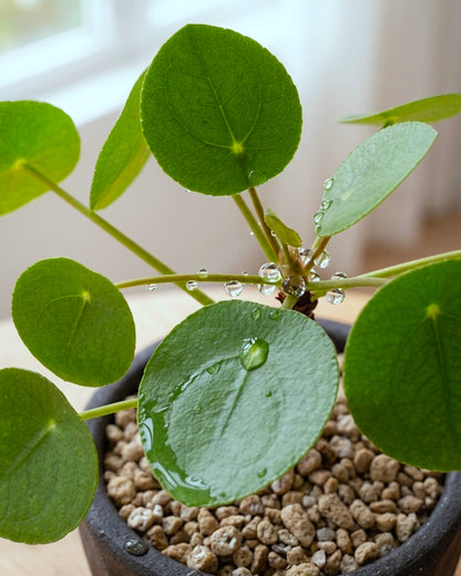 鏡面草 Chinese Money Plant foliage detail