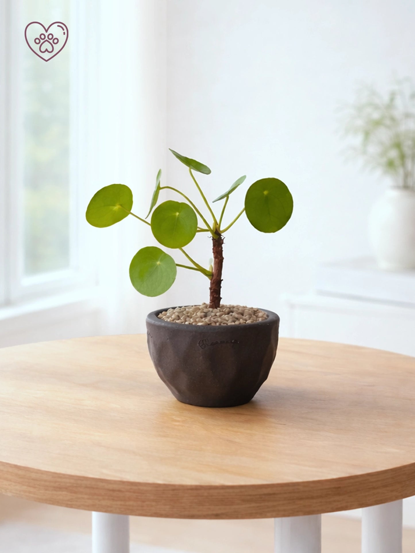 鏡面草 Chinese Money Plant 主圖
