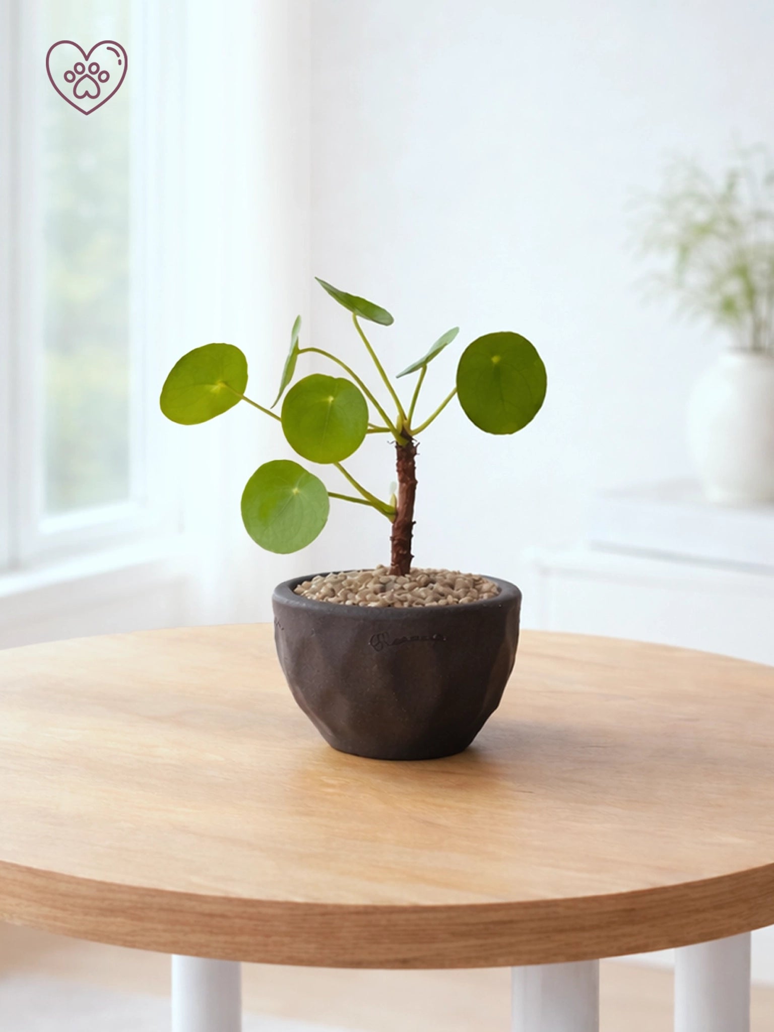 鏡面草 Chinese Money Plant 主圖