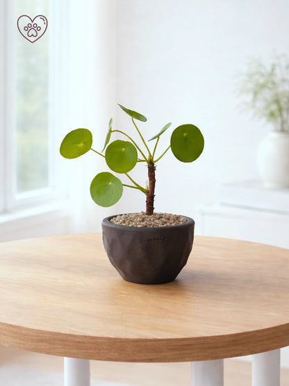 鏡面草 Chinese Money Plant 主圖