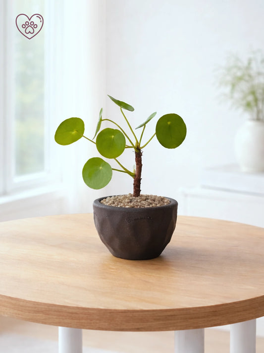 鏡面草 Chinese Money Plant 主圖