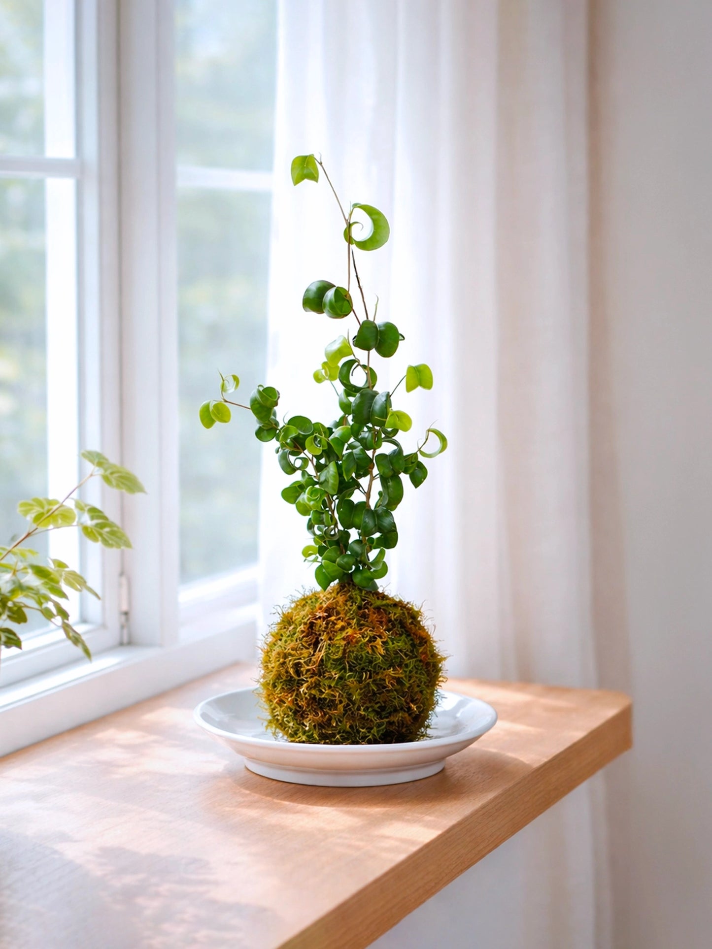 Curly Fern Kokedama | 卷福苔蘚球