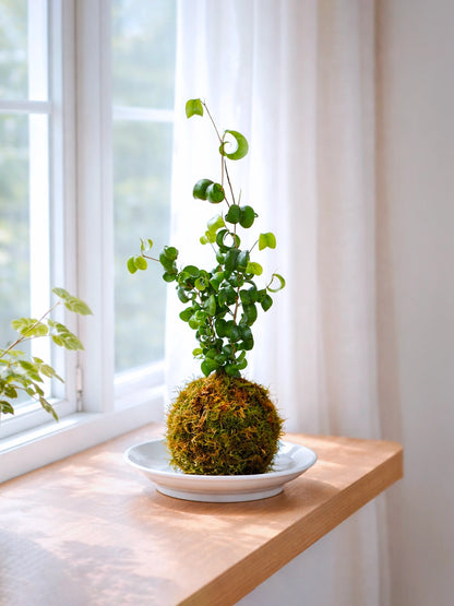 Curly Fern Kokedama | 卷福苔蘚球