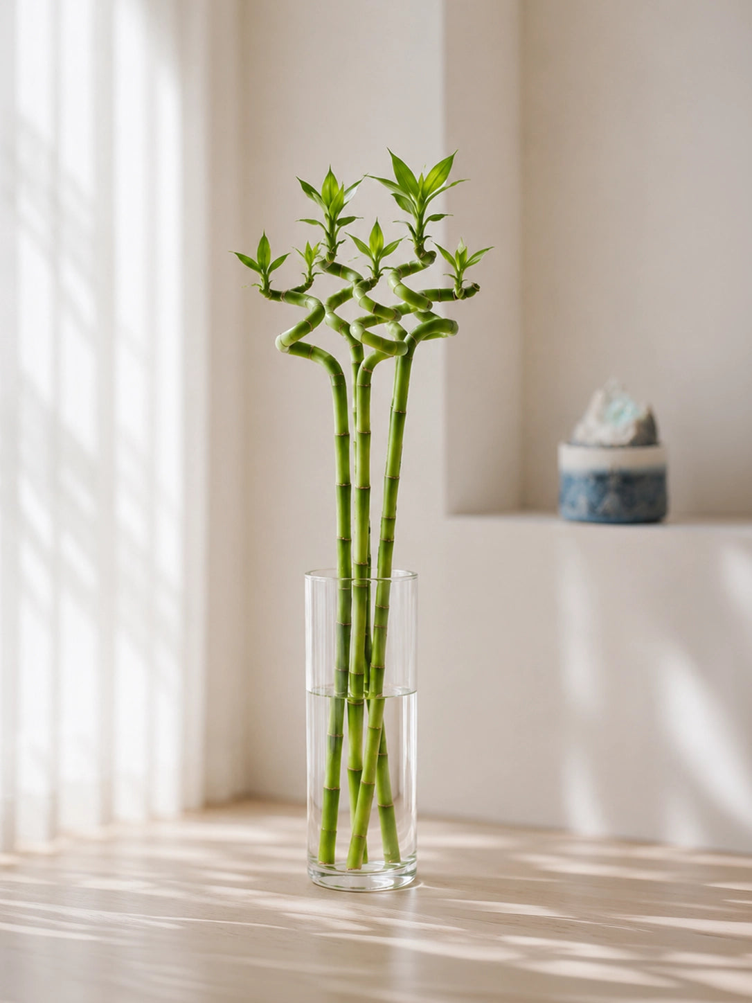 Curly Lucky Bamboo 轉運竹 in glass vase, elegant Feng Shui plant symbolising smooth progress and positive energy