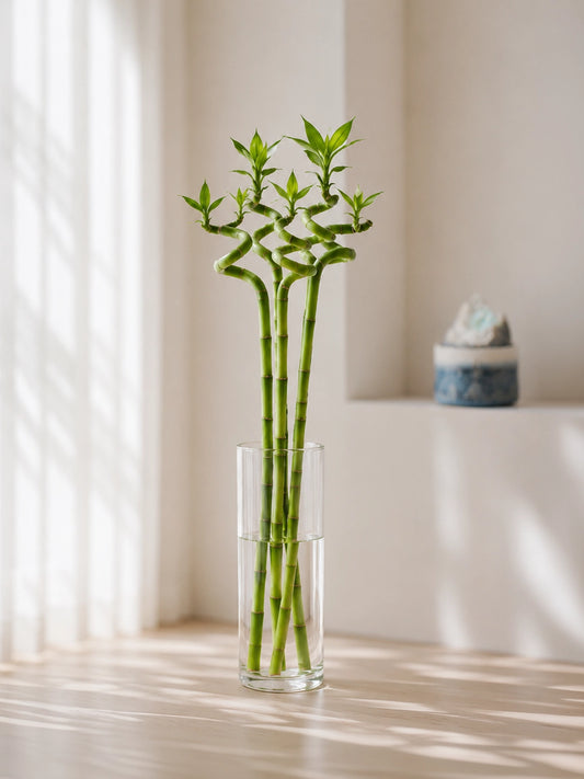 Curly Lucky Bamboo 轉運竹 in glass vase, elegant Feng Shui plant symbolising smooth progress and positive energy