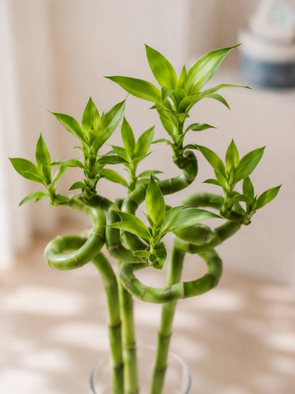 Close-up of Curly Lucky Bamboo 轉運竹 spiral stalks and fresh green leaves, representing growth, harmony and good fortune