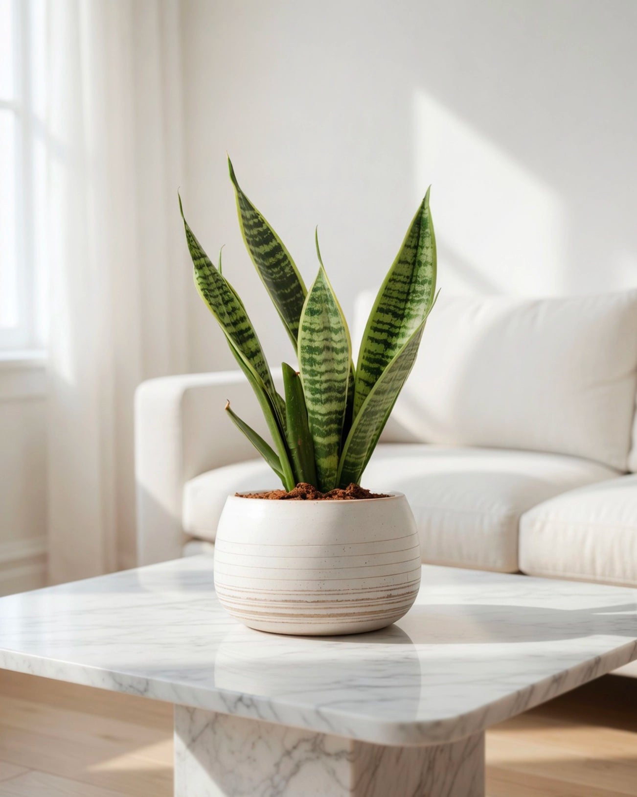 Snake Plant | 虎尾蘭