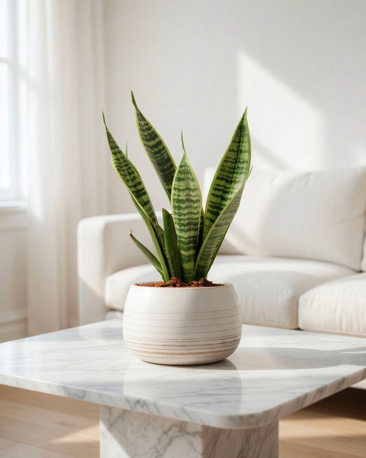 Snake Plant | 虎尾蘭