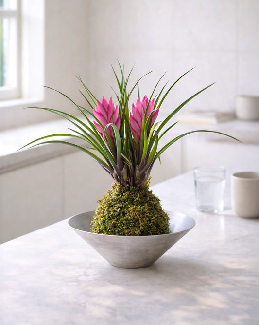 Air Plant (Tillandsia) Kokedama | 鐵蘭苔蘚球