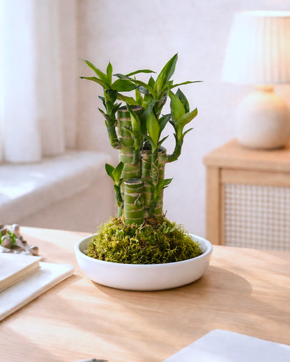 Lucky Bamboo Kokedama | 步步高苔蘚球