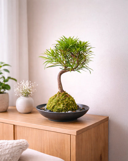 Buddhist Pine (Podocarpus) Kokedama | 羅漢松苔蘚球