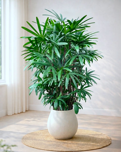Lady Palm | 大葉棕竹