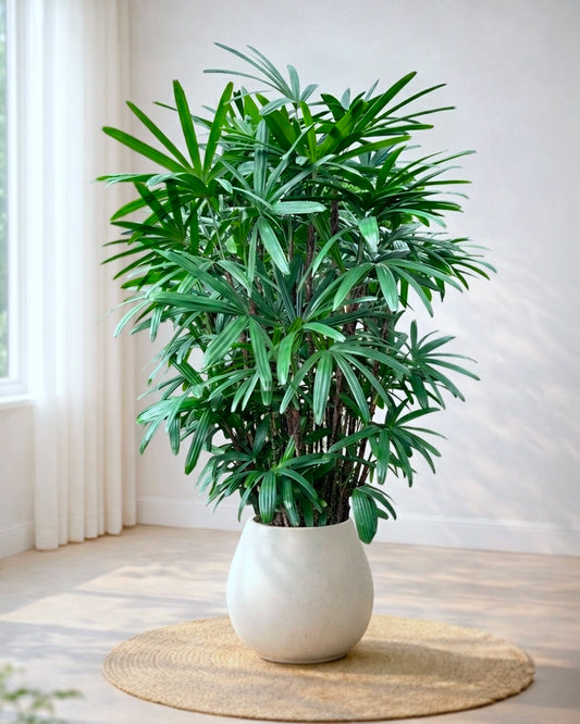 Lady Palm | 大葉棕竹