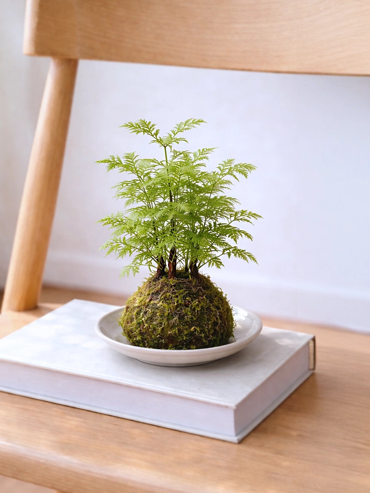 Dawn Redwood Kokedama | 水杉苔蘚球