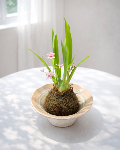 Dendrobium Orchid Kokedama｜石斛蘭苔蘚球