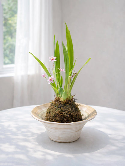 Dendrobium Orchid Kokedama｜石斛蘭苔蘚球