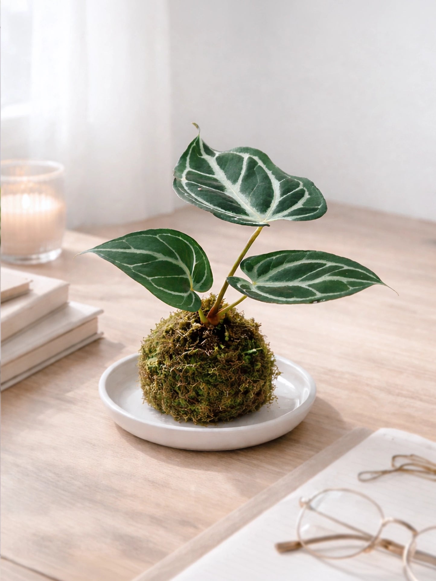 Dorayaki-shaped Kokedama | 銅鑼燒苔蘚球