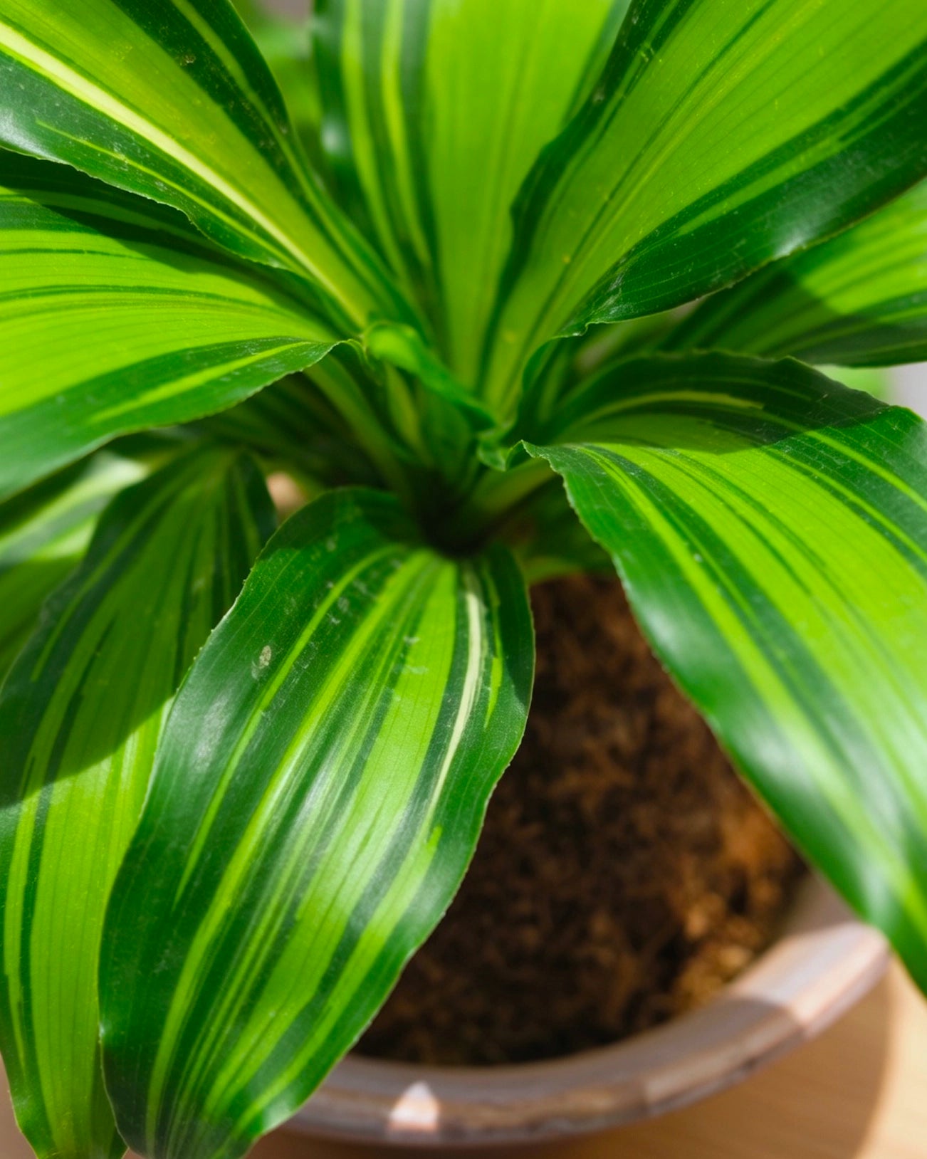 巴西木苔蘚球 Dracaena leaf detail