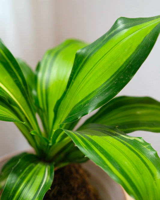 日式巴西木苔蘚球 Dracaena foliage close-up 葉片特寫