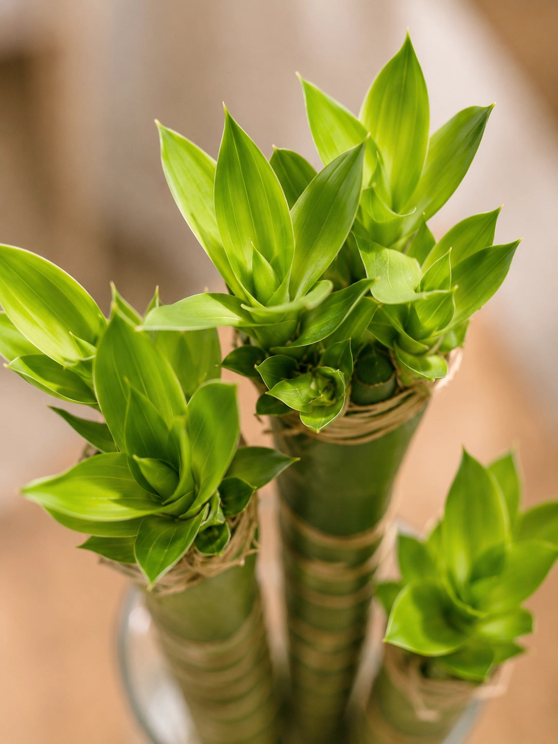 Top view of Dragon Bamboo 龍竹 arrangement in glass vase, bold indoor Feng Shui décor for home and office