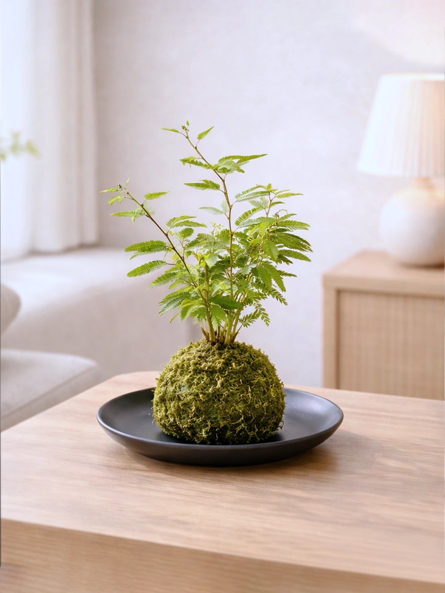 Dwarf Mimosa Kokedama | 姬合歡苔蘚球