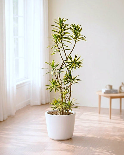 Dracaena Song of India | 金邊百合竹