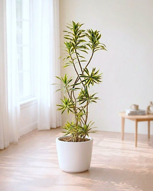 Dracaena Song of India | 金邊百合竹