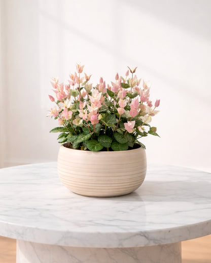 Variegated Star Jasmine | 花葉絡石
